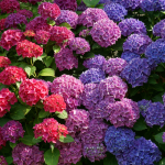 Hortênsias - Foto: CANVA