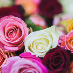 Rosas - Foto: CANVA