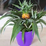 Abacaxi em casa: como plantar em vaso e aproveitar seus benefícios medicinais