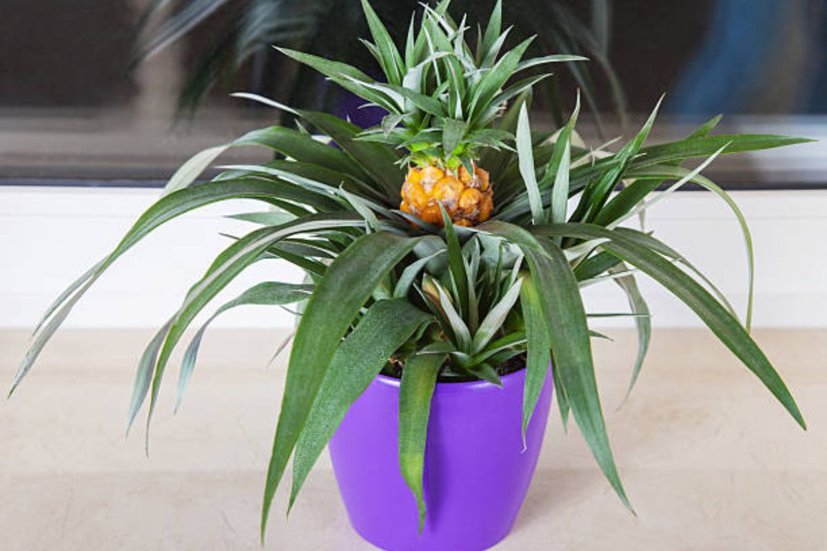 Abacaxi em casa: como plantar em vaso e aproveitar seus benefícios medicinais