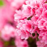 Azaleia de tirar o fôlego: aprenda os truques para mantê-la deslumbrante