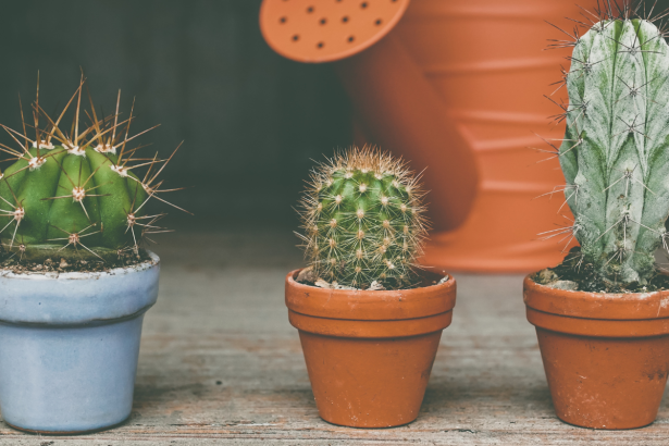 Cacto - Foto: CANVA