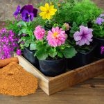 Não precisa mais gastar fortunas com fertilizantes: basta usar canela nas suas plantas! Descubra como