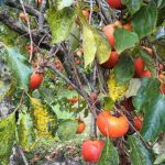 O segredo para uma horta caseira de sucesso? Aprender a plantar caquis e desfrutar dos seus inúmeros benefícios