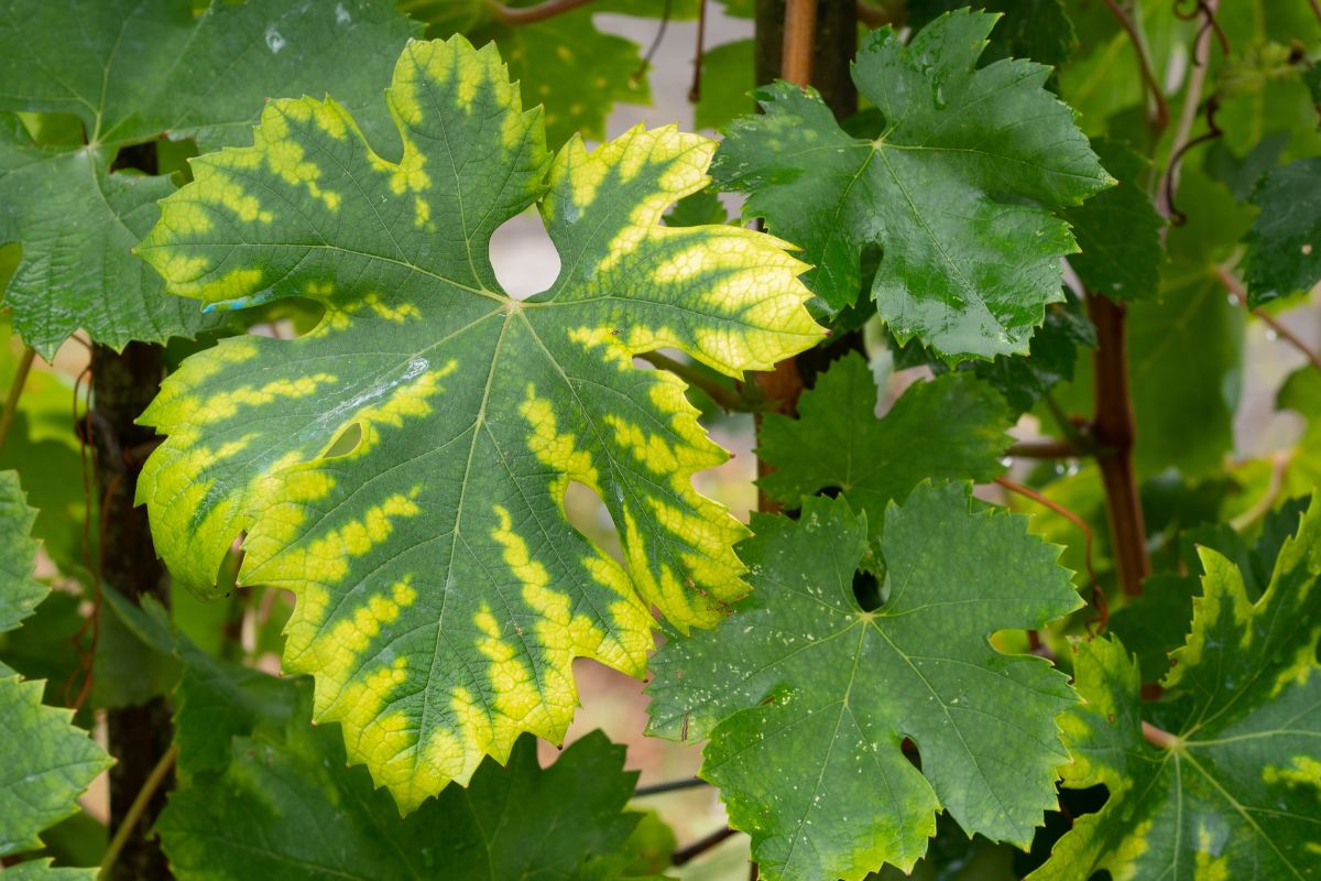 O segredo para folhas radiantes: desvende a clorose férrica e aprenda a nutrir suas plantas