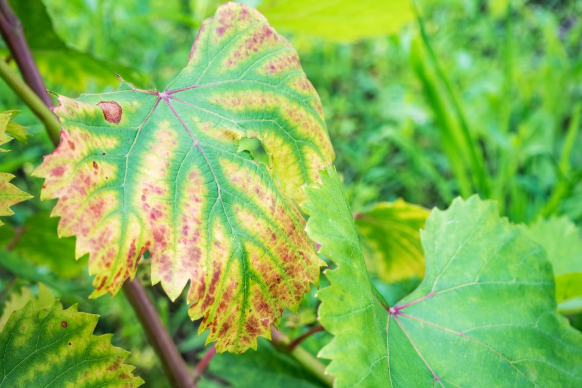 O segredo para folhas radiantes: desvende a clorose férrica e aprenda a nutrir suas plantas