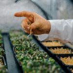 Colha o sucesso com estas técnicas de como plantar ervilha para uma horta saudável e produtiva!