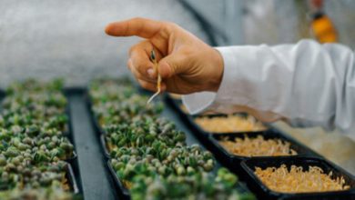 Colha o sucesso com estas técnicas de como plantar ervilha para uma horta saudável e produtiva!