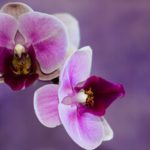 Descubra o segredo para cultivar orquídeas perfeitas em casa: aprenda a plantá-las da forma correta!