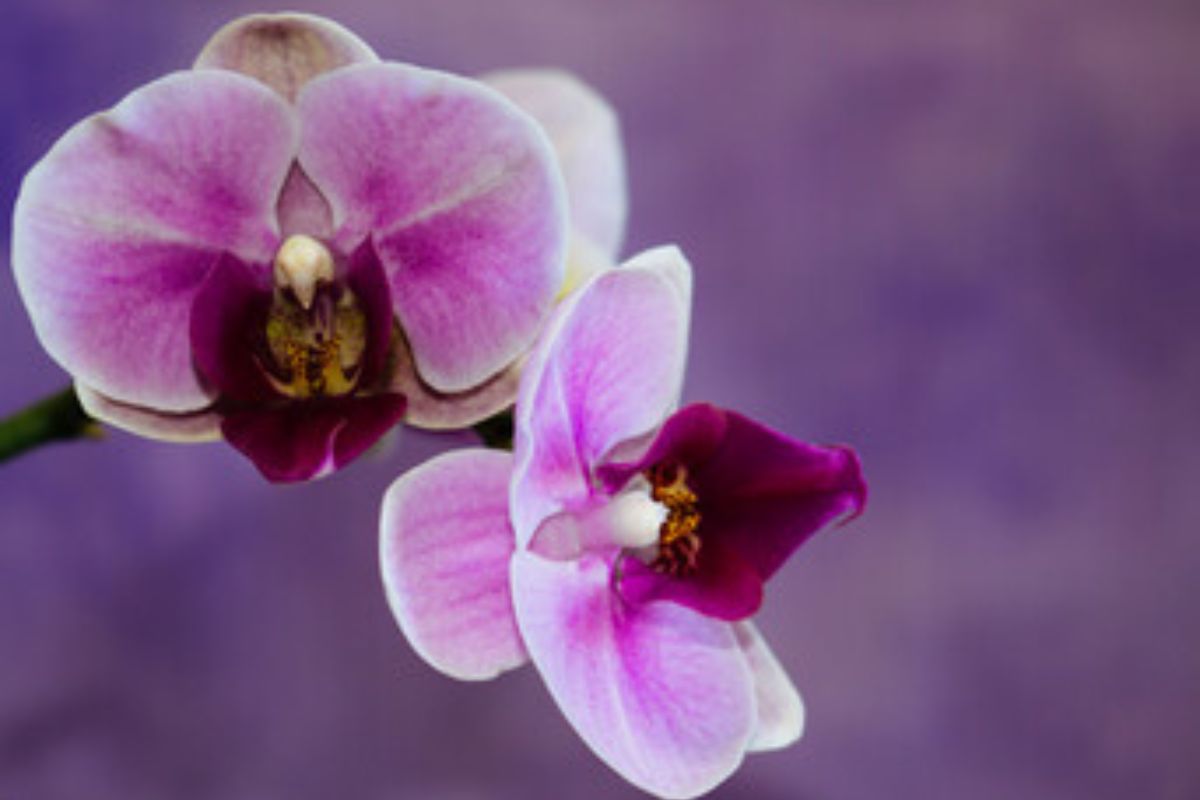 Descubra o segredo para cultivar orquídeas perfeitas em casa: aprenda a plantá-las da forma correta!
