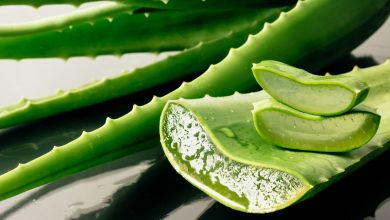 Um guia prático para o corte de folhas de Aloe Vera: maximizando suas propriedades