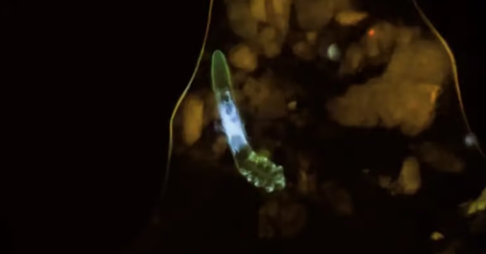 Um cientista raspou um cravo em sua testa e o filmou sob um microscópio. Eis o resultado