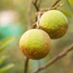 Doenças do limoeiro: mantenha sua árvore saudável e produtiva com estas dicas infalíveis