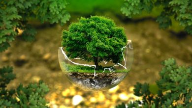 Dia Mundial do Meio Ambiente - uma Reflexão Atual. Fonte: Pixabay