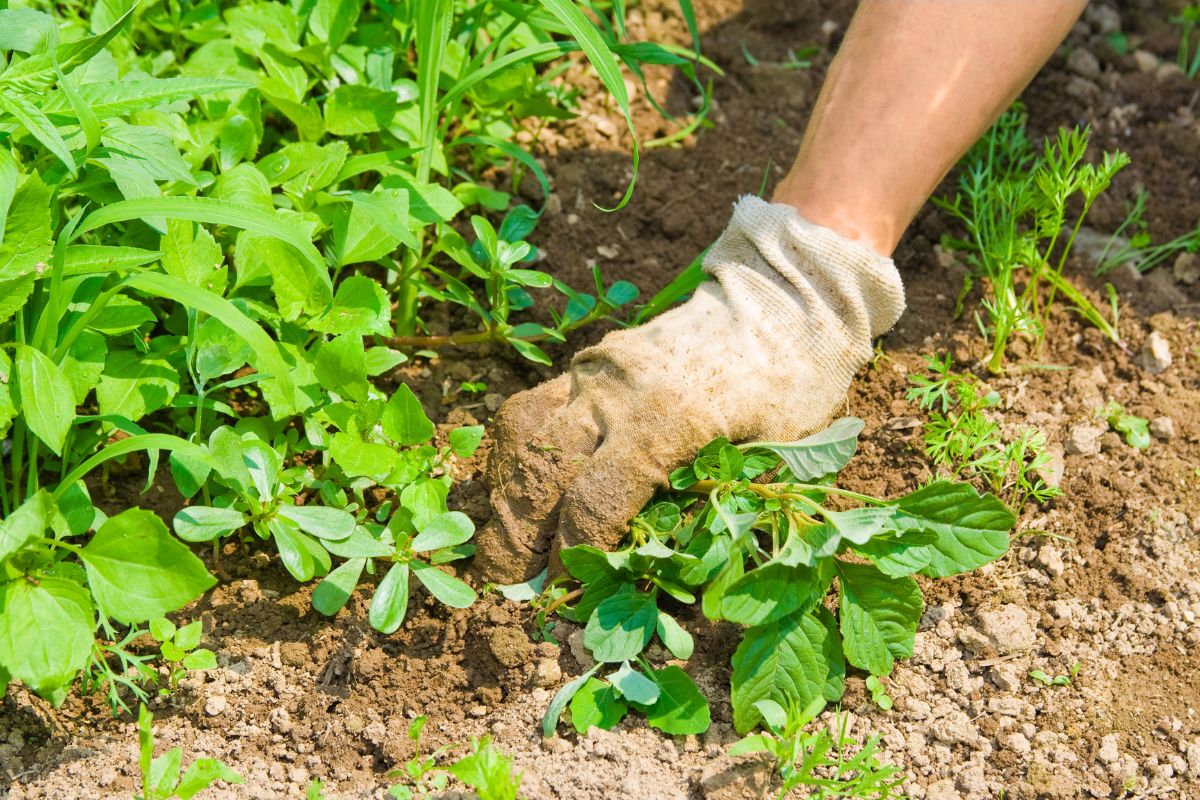 Chega de ervas daninhas: descubra como ter um jardim ou horta livre de pragas