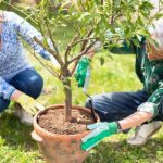 Fuja do supermercado: conheça as frutas que podem ser cultivadas em vasos e tenha alimentos frescos ao alcance das mãos