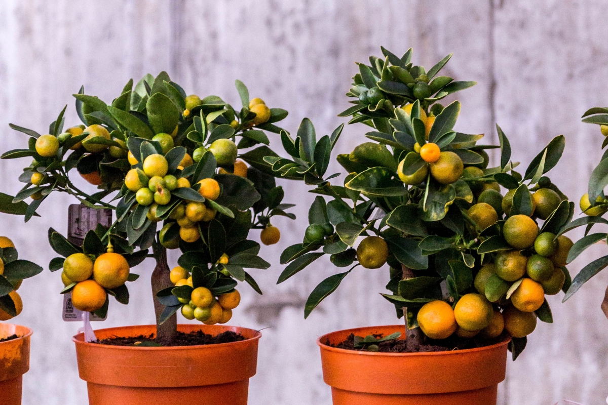 O segredo das laranjas caseiras: descubra como cultivar sua própria laranjeira e saborear frutas deliciosas diretamente do seu jardim