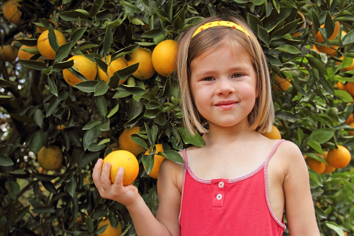 O segredo das laranjas caseiras: descubra como cultivar sua própria laranjeira e saborear frutas deliciosas diretamente do seu jardim