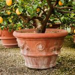 Saúde e sabor em um só lugar: como plantar limão em vaso e colher frutos frescos e cheios de benefícios