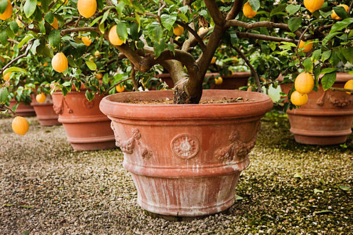 Saúde e sabor em um só lugar: como plantar limão em vaso e colher frutos frescos e cheios de benefícios