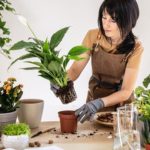 Descubra os segredos para manter seu lírio da paz saudável e exuberante com essas dicas