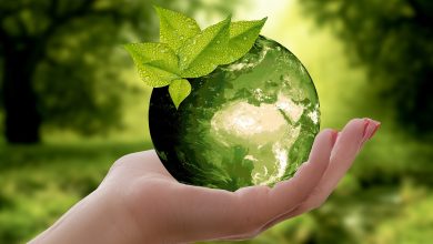 Sustentabilidade, algo essencial para as pequenas empresas; entenda. Foto: Pixabay