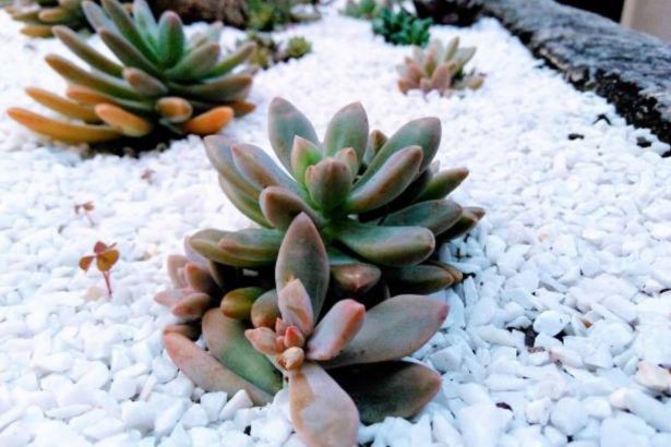 O tesouro escondido dos jardins: descubra o nome misterioso da pedra branca que encanta a paisagem