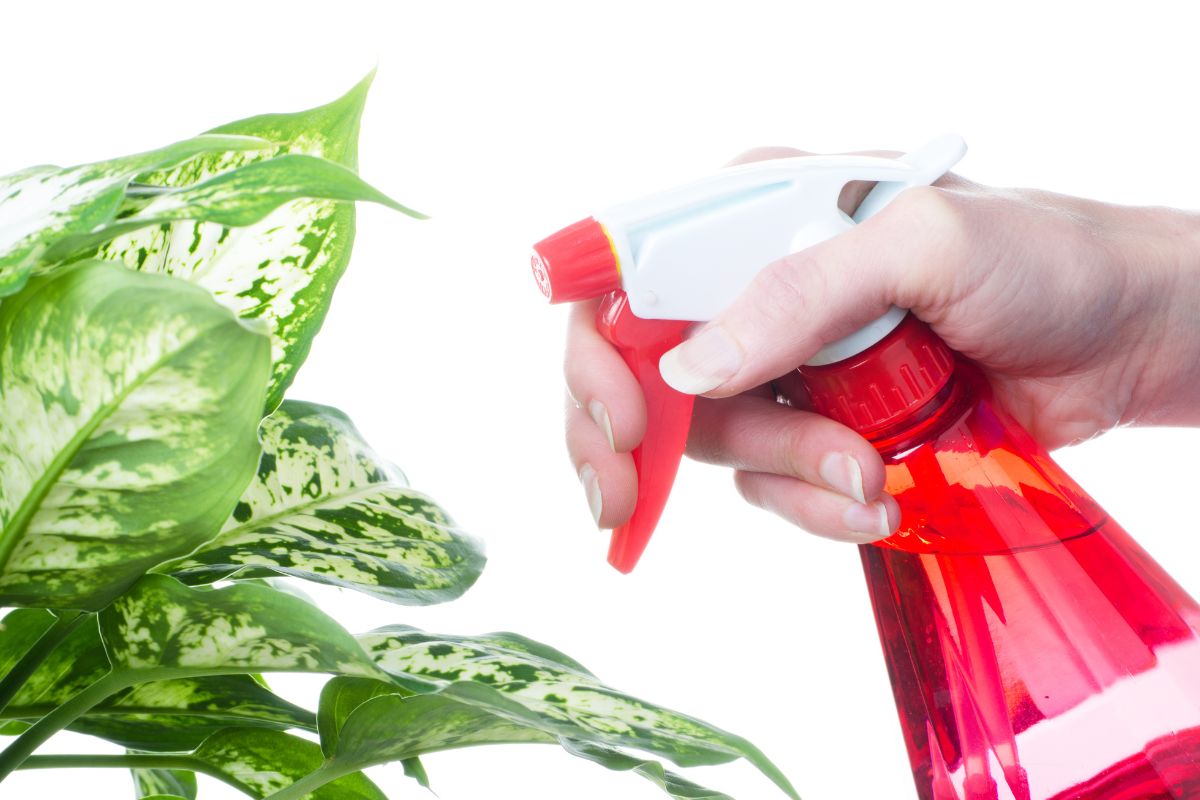 Proteja suas plantas de forma natural: conheça a receita caseira de pesticida com alho e cebola