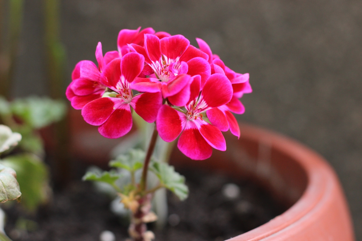 Plantar gerânios: o segredo para ter flores exuberantes durante todo o ano