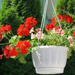 Plantar gerânios: o segredo para ter flores exuberantes durante todo o ano