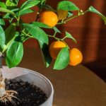 Não compre mais mexerica no mercado: aprenda a plantar em vasos e tenha uma fonte inesgotável de vitamina C em casa