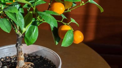 Não compre mais mexerica no mercado: aprenda a plantar em vasos e tenha uma fonte inesgotável de vitamina C em casa