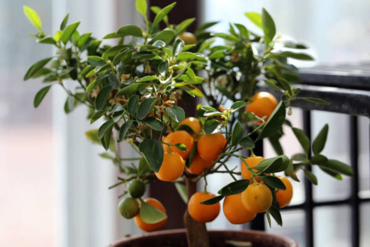 Não compre mais mexerica no mercado: aprenda a plantar em vasos e tenha uma fonte inesgotável de vitamina C em casa