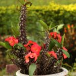 Além das aparências: conheça plantas com espinhos que vão além do seu visual e surpreendem com suas propriedades e histórias intrigantes