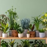 Plantas de interior radiantes: saiba como cuidar das suas verdinhas
