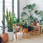 Estilo sem flores: as 5 plantas de interior perfeitas para um ambiente sofisticado