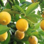 Pulgões no limoeiro? Não se preocupe! Siga nossas dicas infalíveis para eliminá-los de vez