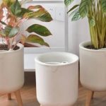 Rega por baixo: o truque dos especialistas para o sucesso no cultivo de plantas delicadas