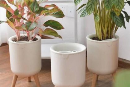 Rega por baixo: o truque dos especialistas para o sucesso no cultivo de plantas delicadas