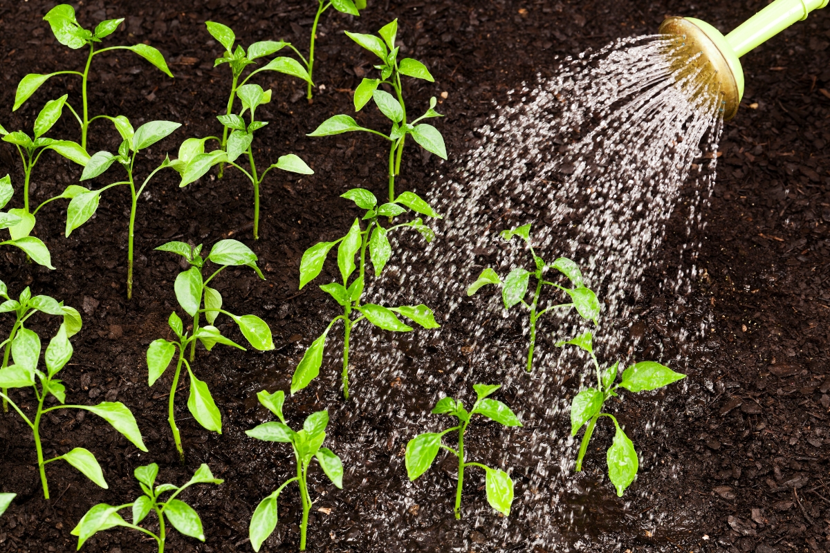 Cuide das suas plantas como um especialista: descubra os erros que podem arruinar sua irrigação