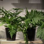 Verde que inspira: cultive samambaias e deixe-se envolver por sua energia