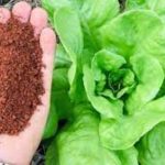 Terra vermelha é boa para plantar? Descura o potencial do solo que pode impulsionar seus resultados