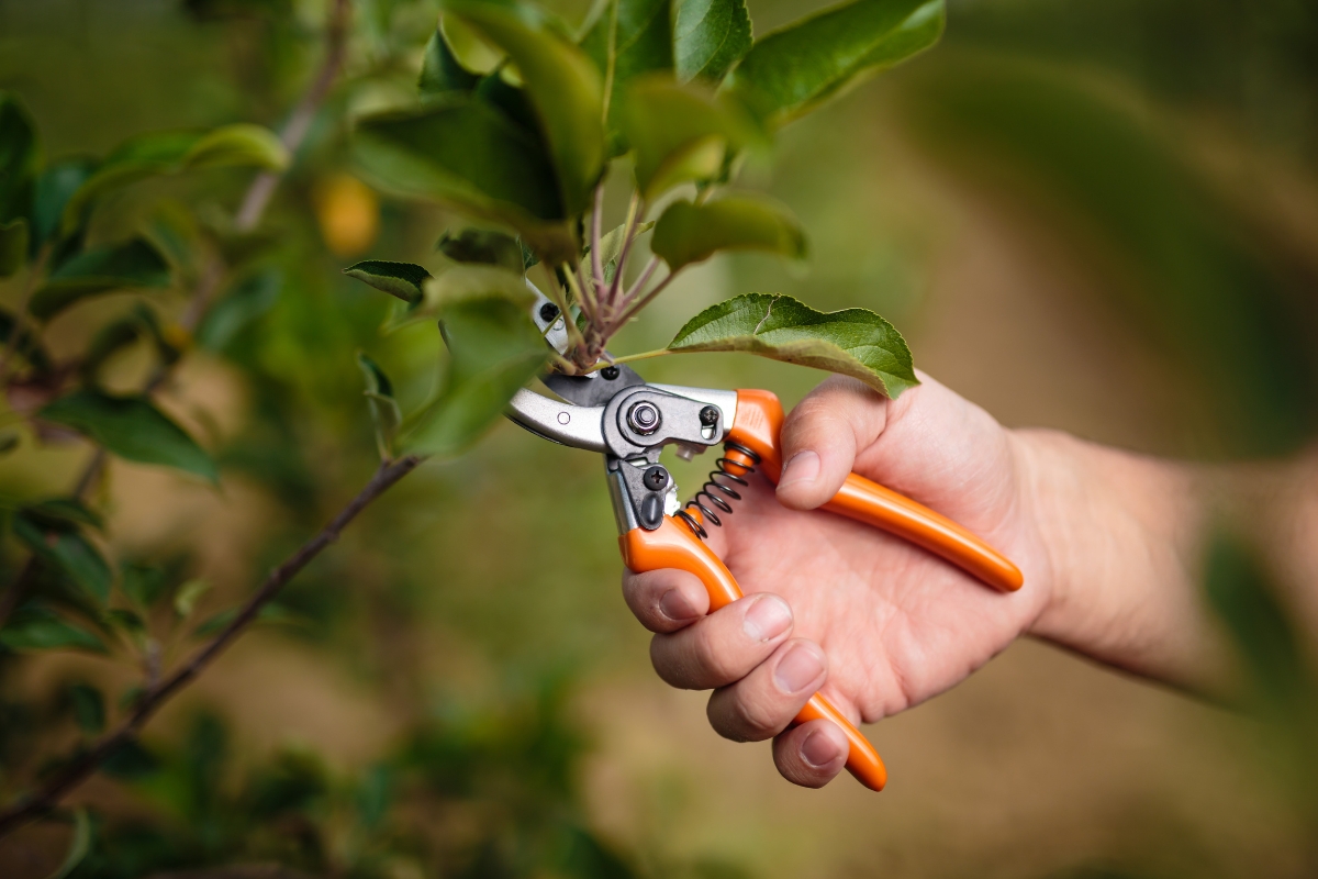 Aprenda o segredo dos jardineiros: tirar mudas das suas plantas favoritas é fácil