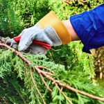 Aprenda o segredo dos jardineiros: tirar mudas das suas plantas favoritas é fácil