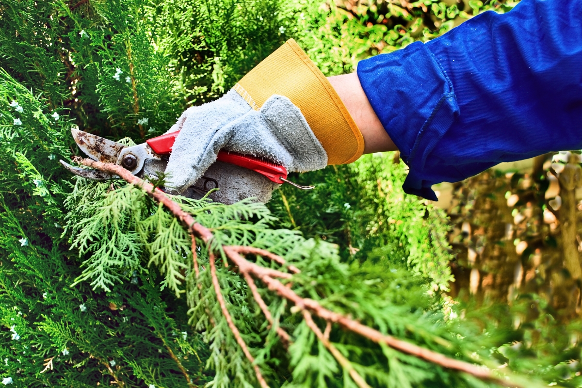 Aprenda o segredo dos jardineiros: tirar mudas das suas plantas favoritas é fácil
