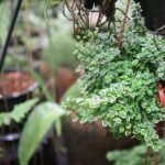 Unha de Gato: uma planta poderosa para fortalecer seu sistema imunológico!