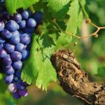 Transforme sua videira em um jardim de delícias com essas dicas de cuidados