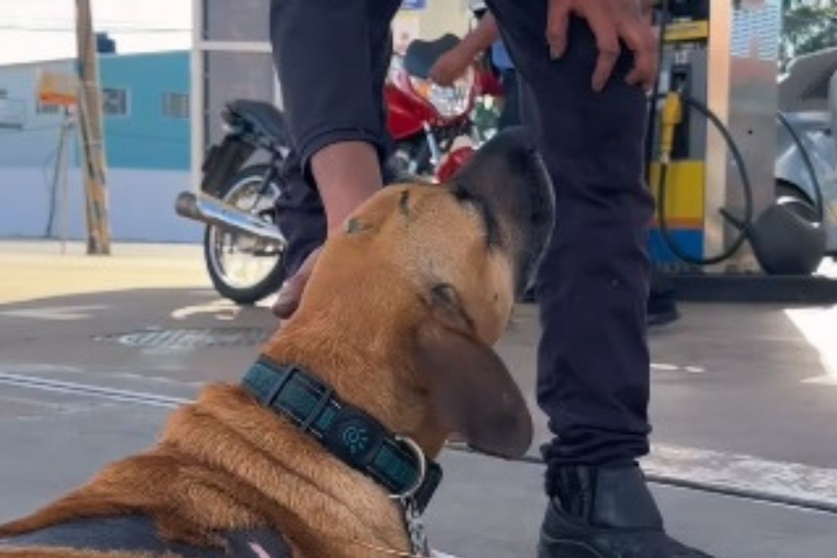 Gasolina com desconto: basta fazer carinho nos cachorrinhos; vídeo viraliza