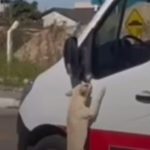 Cachorro fiel acompanha tutor em ambulância e vídeo viraliza; confira