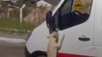 Cachorro fiel acompanha tutor em ambulância e vídeo viraliza; confira